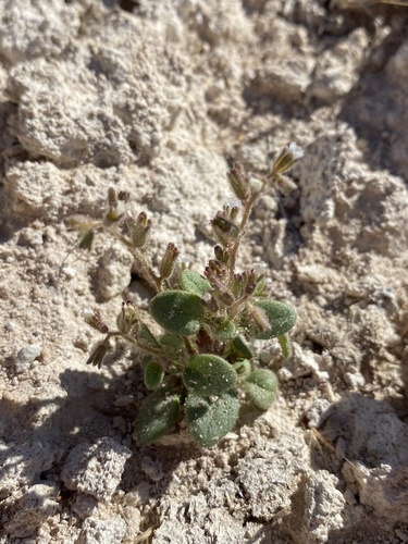 Hoary phacelia (Phacelia incana)