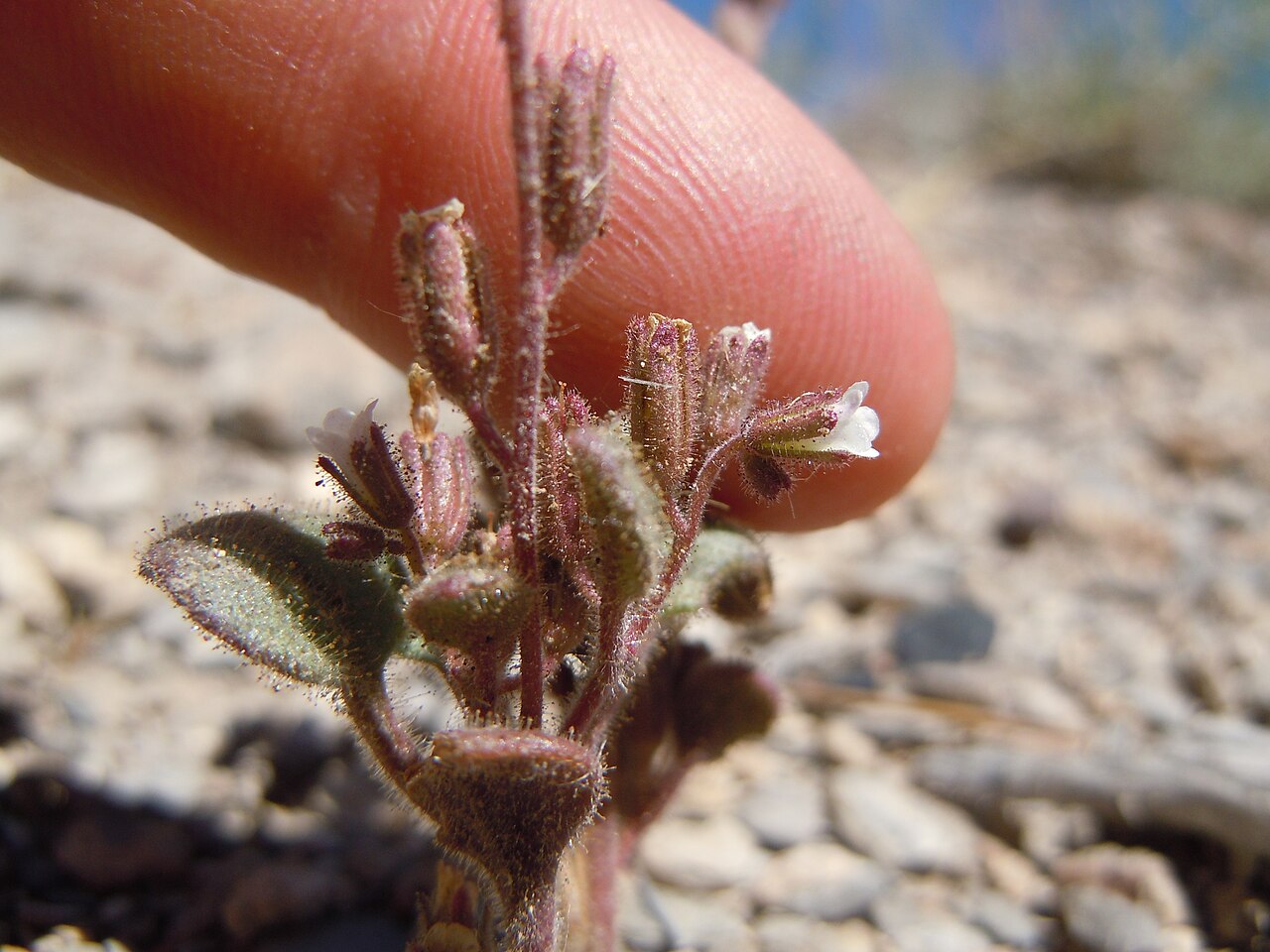Hoary phacelia: A distinctive annual phacelia with small white flowers but very glandular and dary colored herbage.