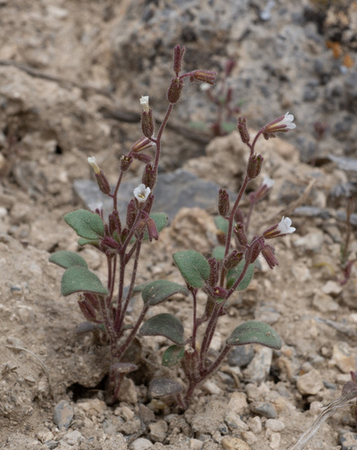 Hoary phacelia (Phacelia incana)
