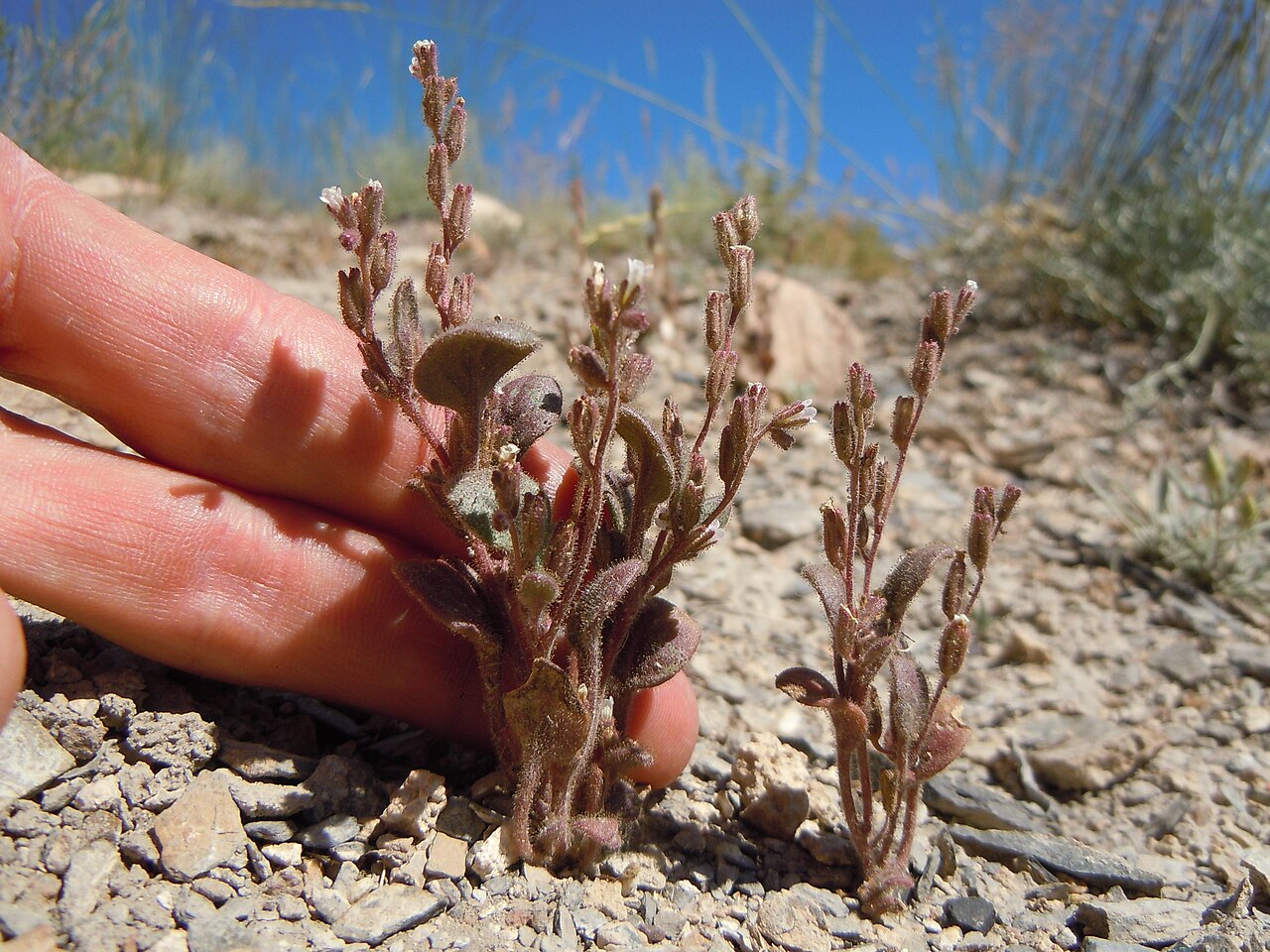 Hoary phacelia: A distinctive annual phacelia with small white flower but very glandular and dary colored herbage.