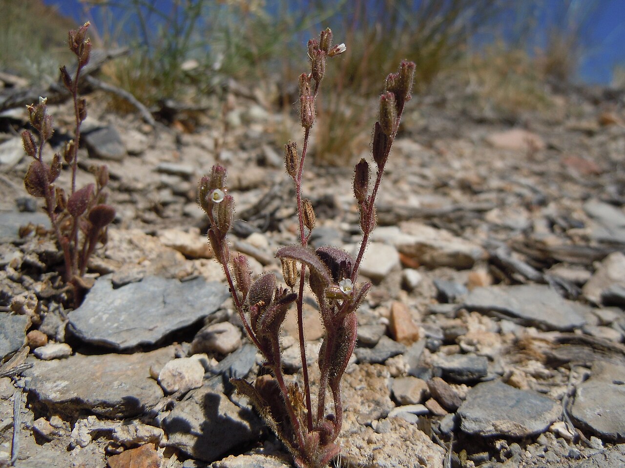 Hoary phacelia: A distinctive annual phacelia with small white flowers but very glandular and dary colored herbage.