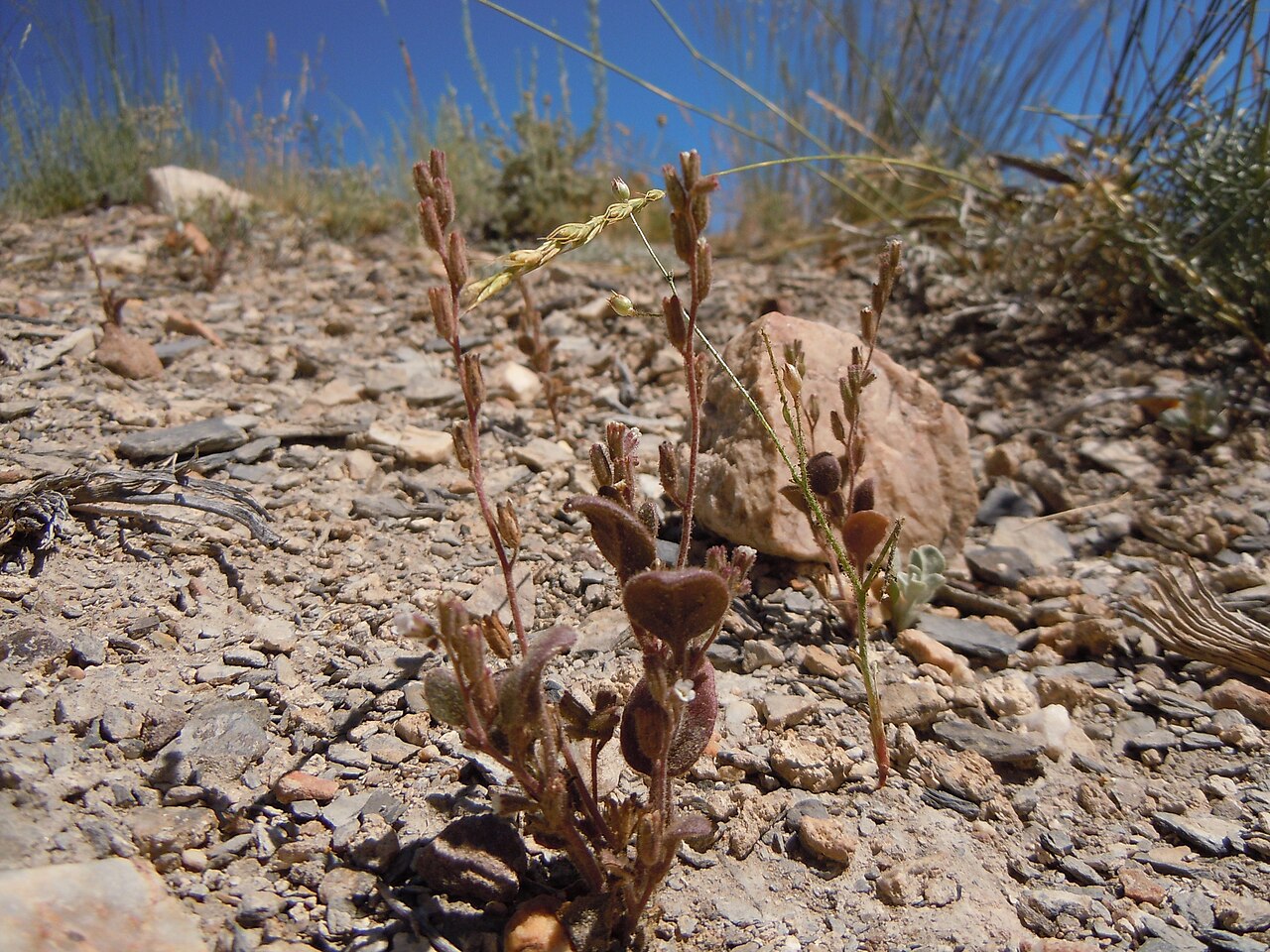Hoary phacelia: A distinctive annual phacelia with small white flowers but very glandular and dary colored herbage.