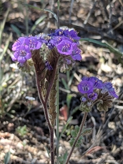 Rio Grande phacelia (Phacelia infundibuliformis)