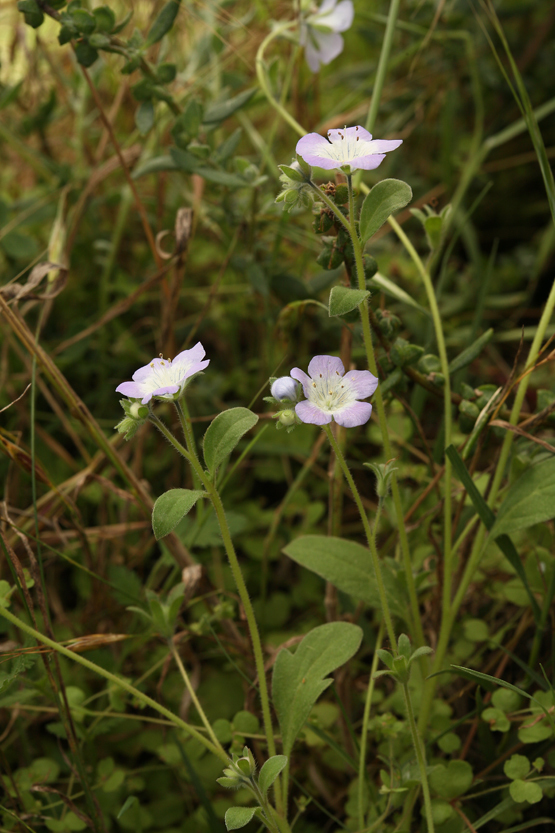 Coast phacelia (Phacelia insularis)