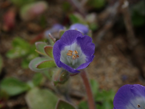 Coast phacelia (Phacelia insularis)