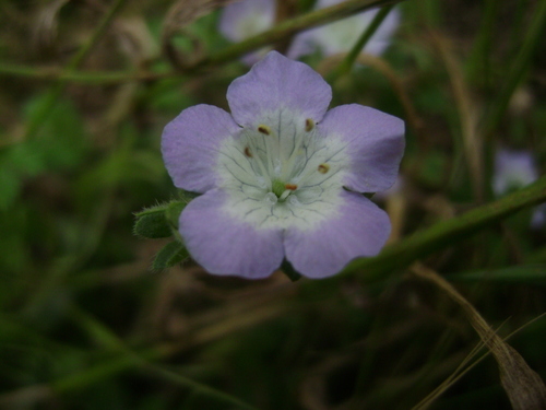 Coast phacelia (Phacelia insularis)