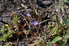 Coast phacelia (Phacelia insularis)
