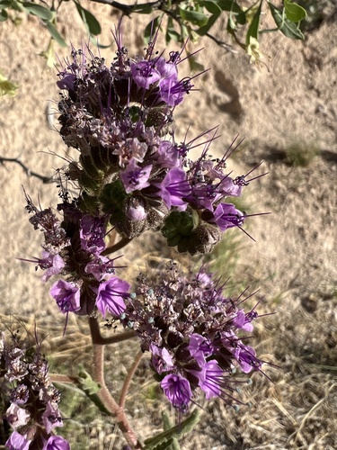 Gypsum phacelia (Phacelia integrifolia)