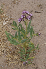 Gypsum phacelia (Phacelia integrifolia)