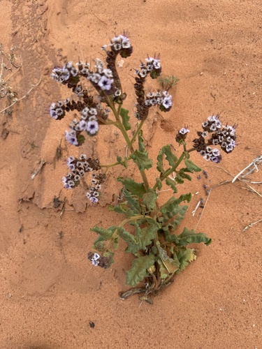 Gypsum phacelia (Phacelia integrifolia)