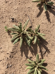 Gypsum phacelia (Phacelia integrifolia)