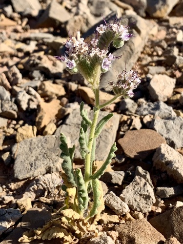 Gypsum phacelia (Phacelia integrifolia)