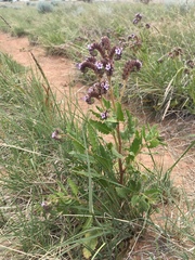 Gypsum phacelia (Phacelia integrifolia)