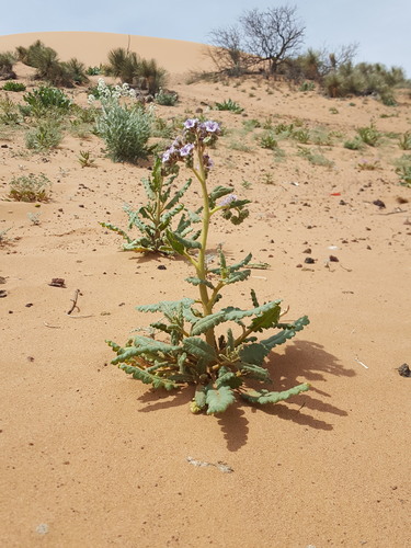 Gypsum phacelia (Phacelia integrifolia)