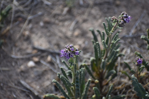 Gypsum phacelia (Phacelia integrifolia)