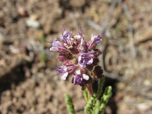 Gypsum phacelia (Phacelia integrifolia)