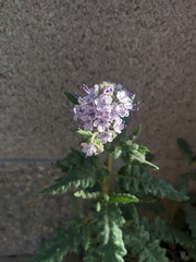Gypsum phacelia (Phacelia integrifolia)