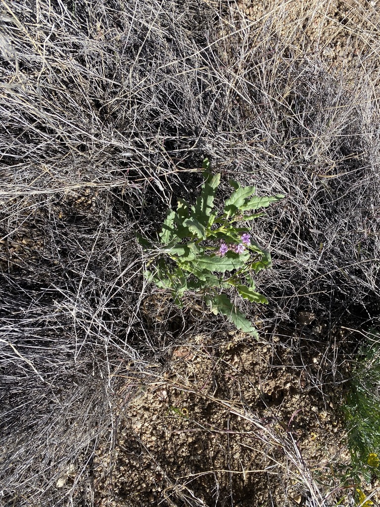 Gypsum phacelia (Phacelia integrifolia)