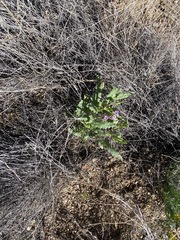 Gypsum phacelia (Phacelia integrifolia)