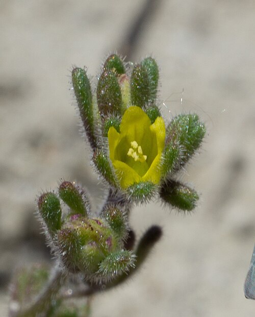 Inyo phacelia: Inyo phacelia ( Phacelia inyoensis ) in the United States