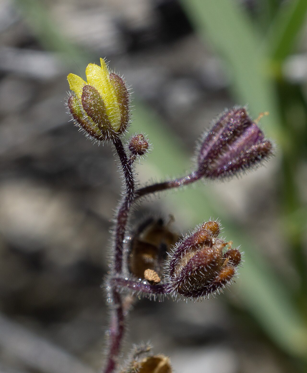 Inyo phacelia: Inyo phacelia ( Phacelia inyoensis ) in the United States