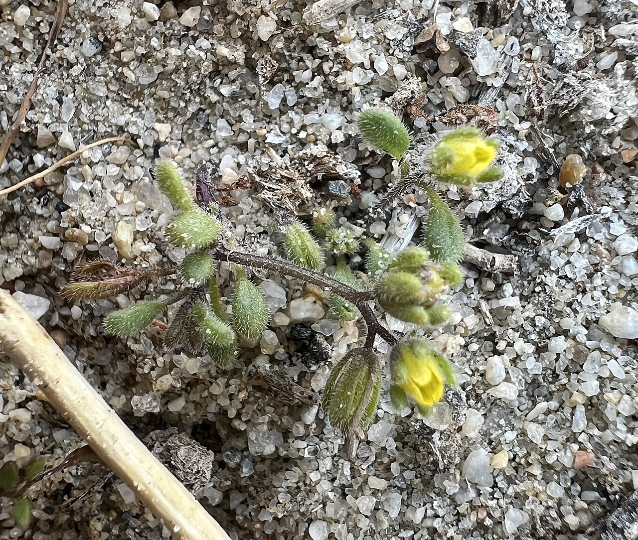 Inyo phacelia: Inyo phacelia ( Phacelia inyoensis ) in the United States
