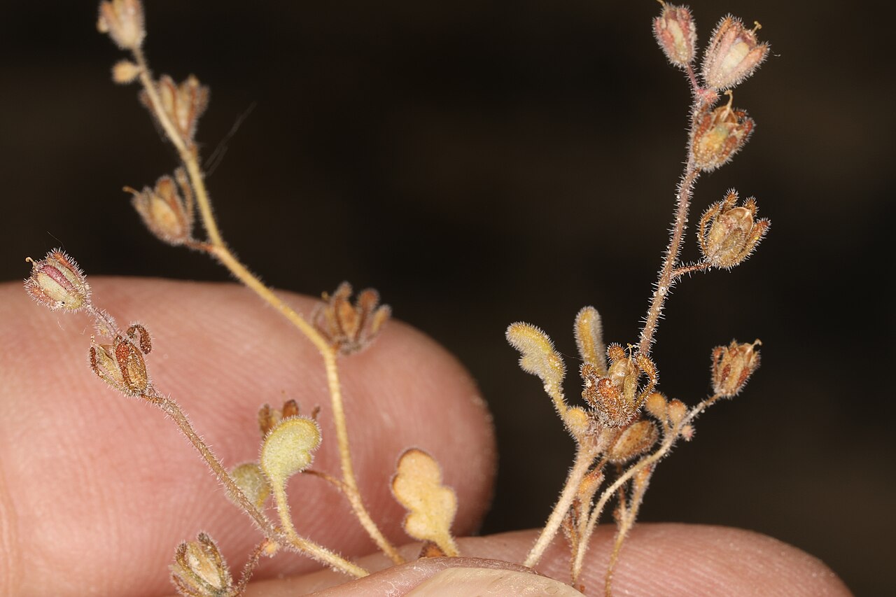 Inyo phacelia: Inyo phacelia ( Phacelia inyoensis ) in the United States