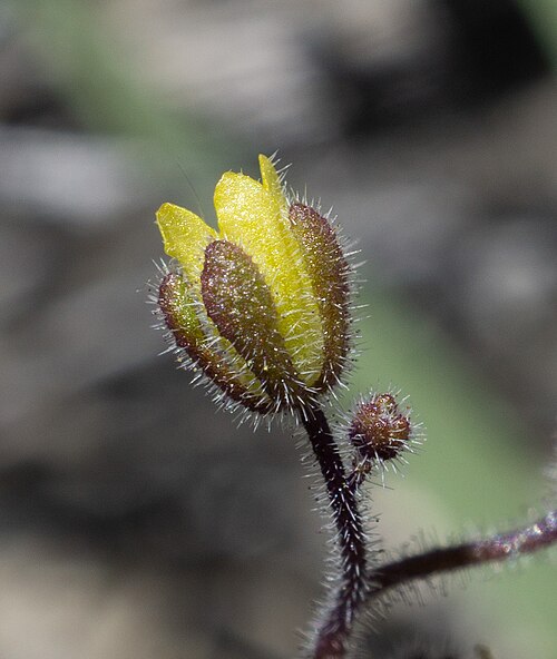 Inyo phacelia: Inyo phacelia ( Phacelia inyoensis ) in the United States