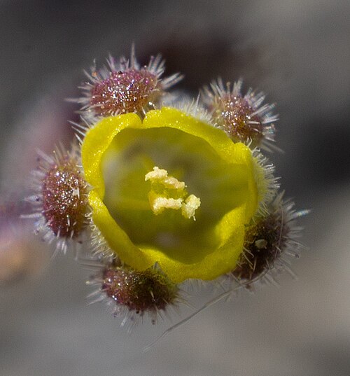 Inyo phacelia: Inyo phacelia ( Phacelia inyoensis ) in the United States