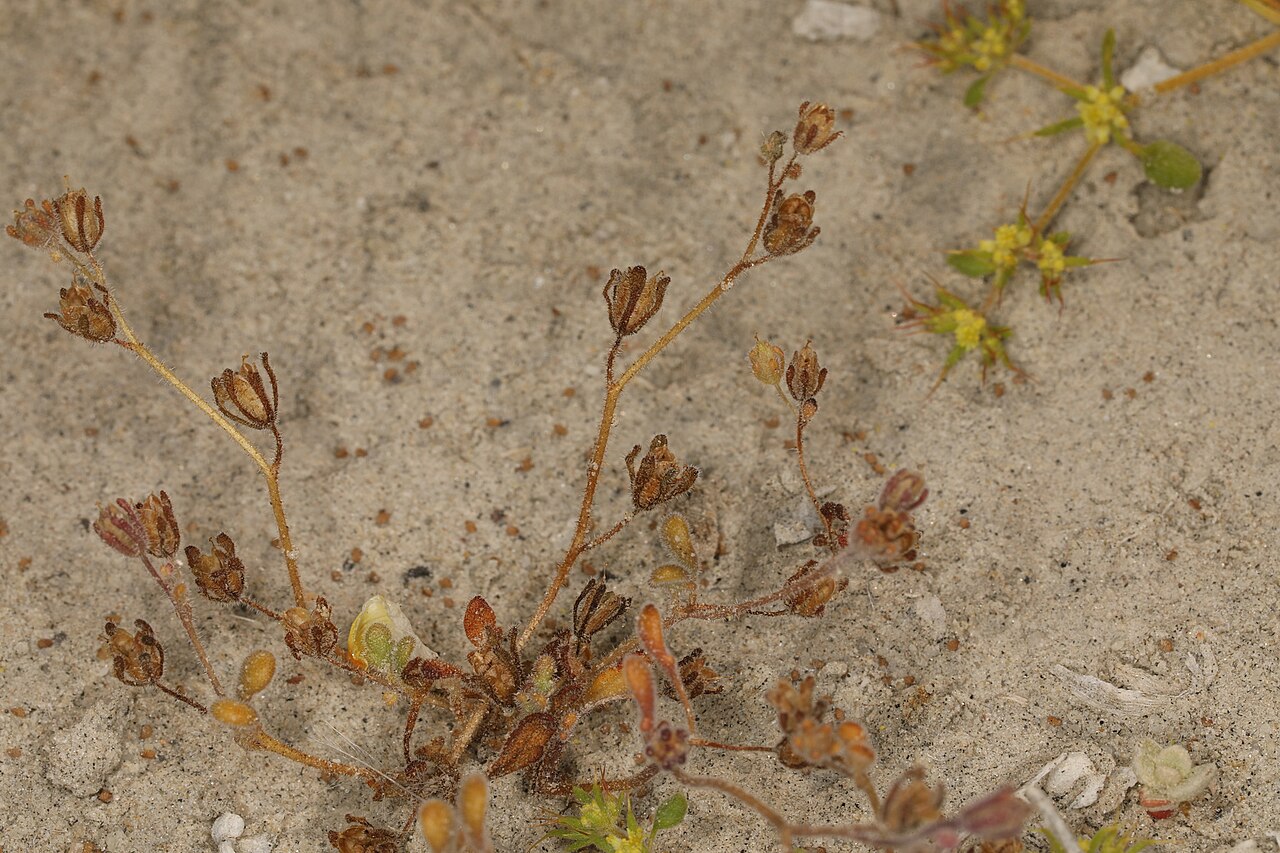 Inyo phacelia: Inyo phacelia ( Phacelia inyoensis ) in the United States