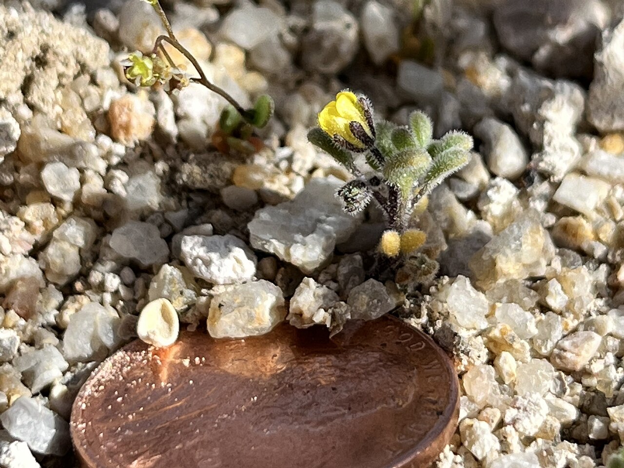 Inyo phacelia: Inyo phacelia ( Phacelia inyoensis ) in the United States