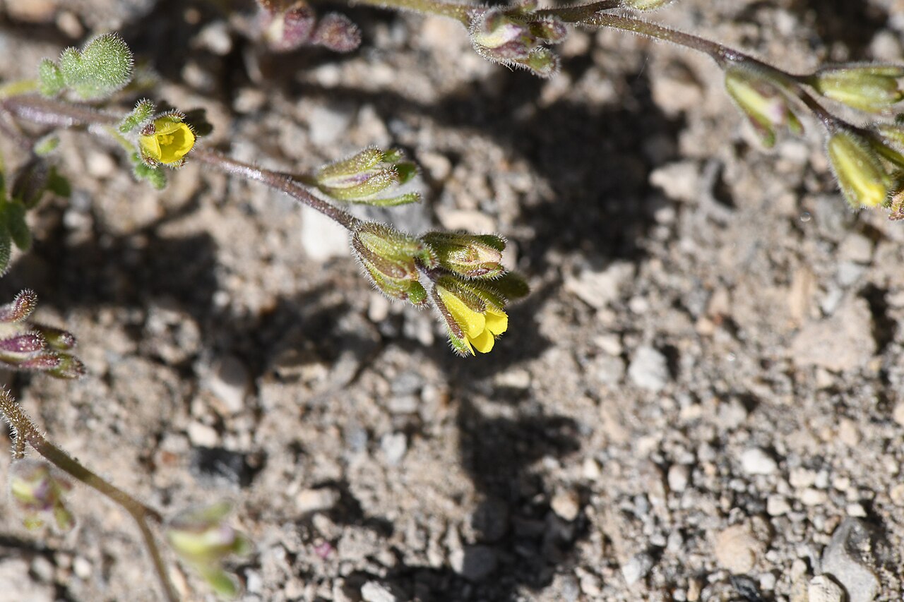 Inyo phacelia: Inyo phacelia ( Phacelia inyoensis ) in the United States