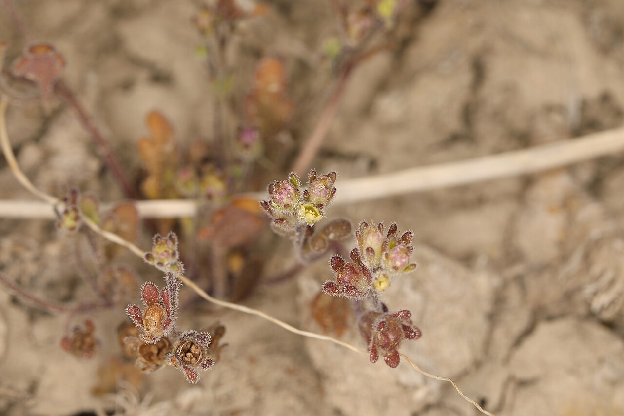 Inyo phacelia: Inyo phacelia ( Phacelia inyoensis ) in the United States