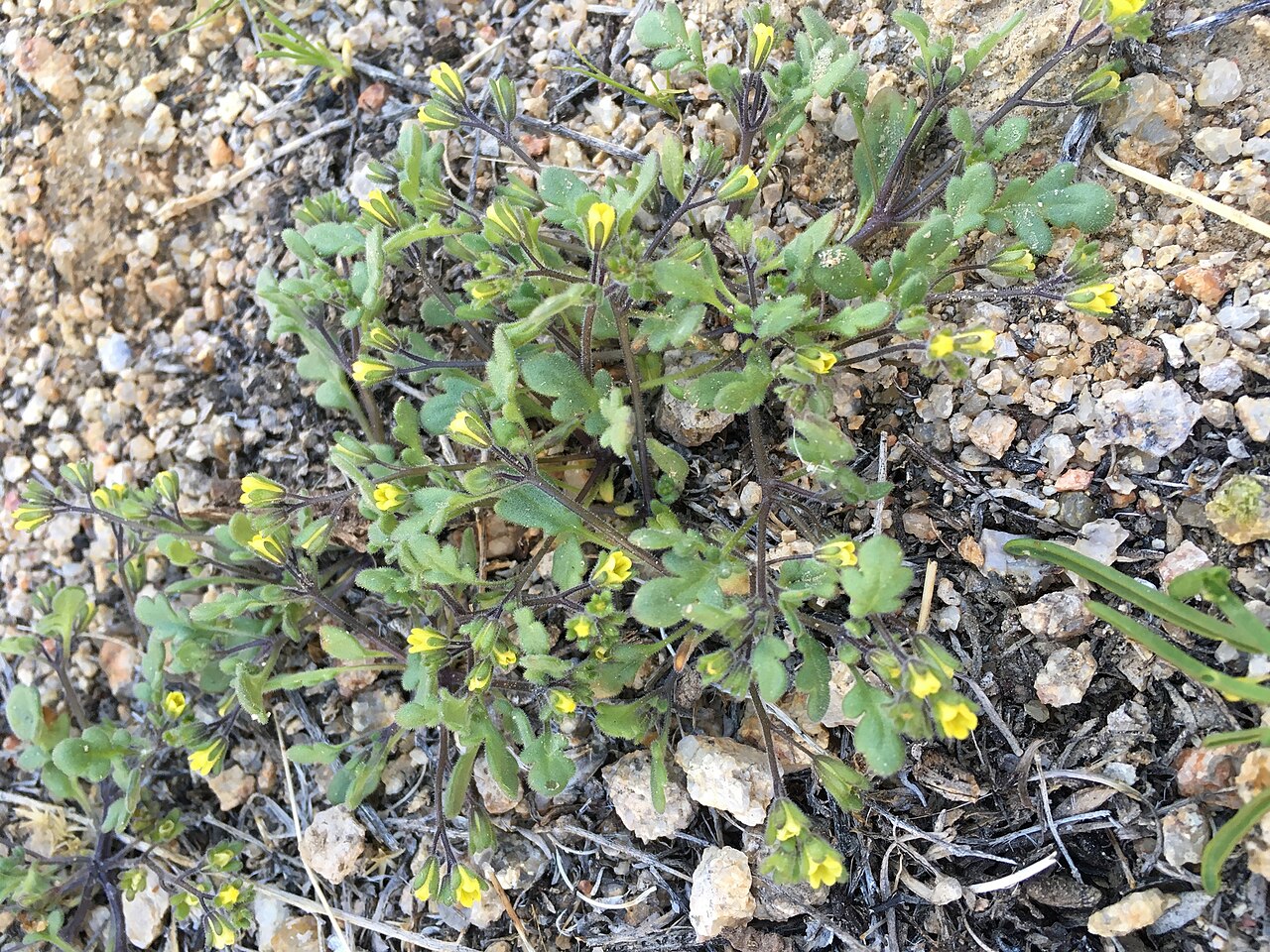 Inyo phacelia: Inyo phacelia ( Phacelia inyoensis ) in the United States