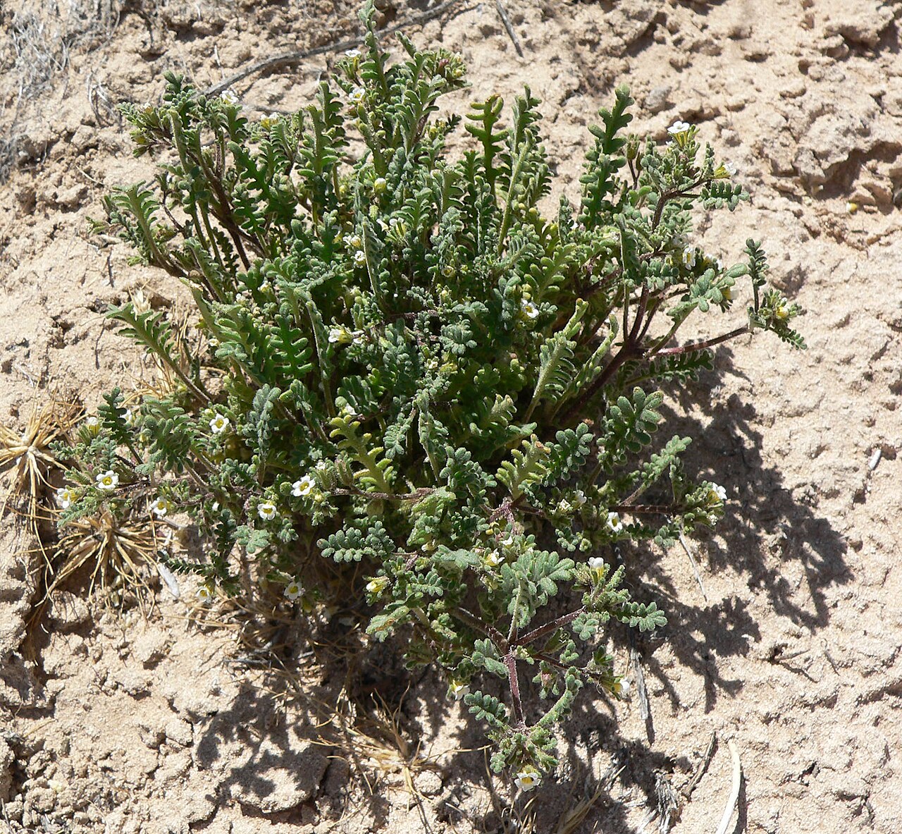 Ives' phacelia: Phacelia ivesiana in Sandy Valley near the fire station, southern Nevada