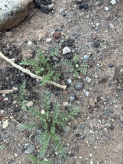 Ives' phacelia (Phacelia ivesiana)