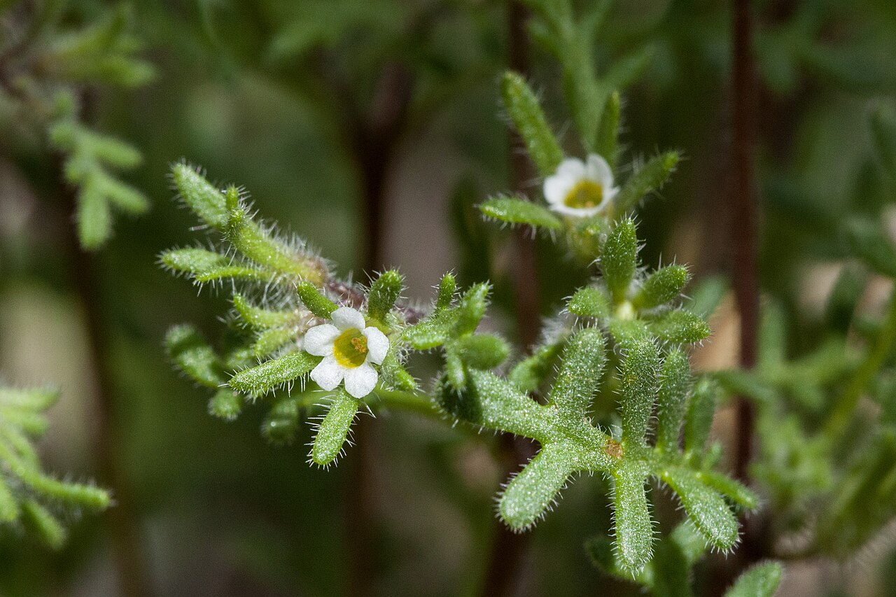 Ives' phacelia: Phacelia ivesiana , Escalante Canyon, between the Sowbelly Ridge and Little Mesa, 38.7754 -108.2511, Delta County, Colorado, 17 May 2019.
