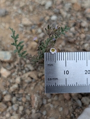 Ives' phacelia (Phacelia ivesiana)