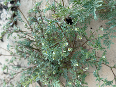 Ives' phacelia (Phacelia ivesiana)