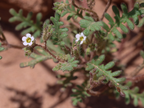 Ives' phacelia (Phacelia ivesiana)
