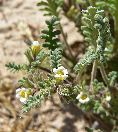 Ives' phacelia: Phacelia ivesiana in Sandy Valley near the fire station, southern Nevada