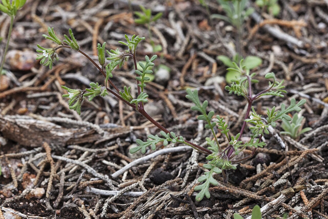 Ives' phacelia: Phacelia ivesiana , Escalante Canyon, between the Sowbelly Ridge and Little Mesa, 38.7754 -108.2511, Delta County, Colorado, 17 May 2019.
