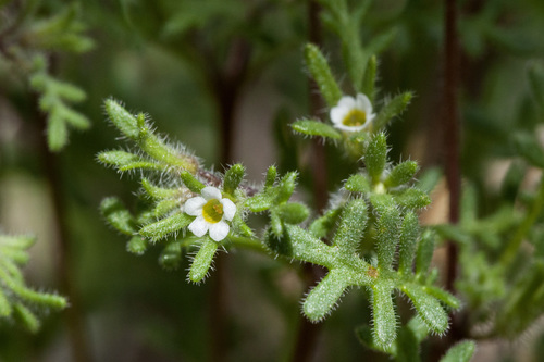 Ives' phacelia (Phacelia ivesiana)