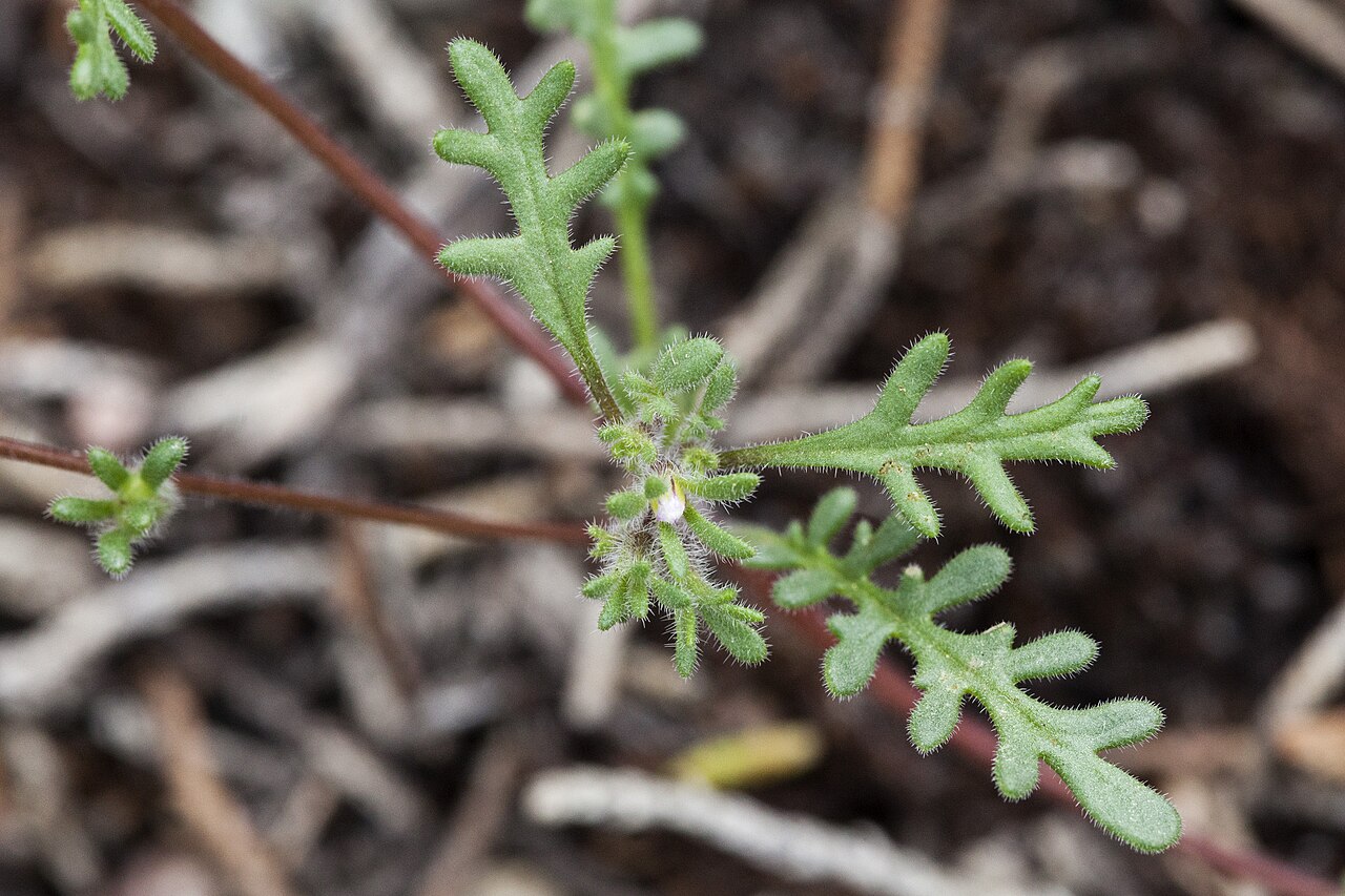 Ives' phacelia: Phacelia ivesiana , Escalante Canyon, between the Sowbelly Ridge and Little Mesa, 38.7754 -108.2511, Delta County, Colorado, 17 May 2019.
