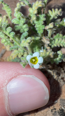 Ives' phacelia (Phacelia ivesiana)