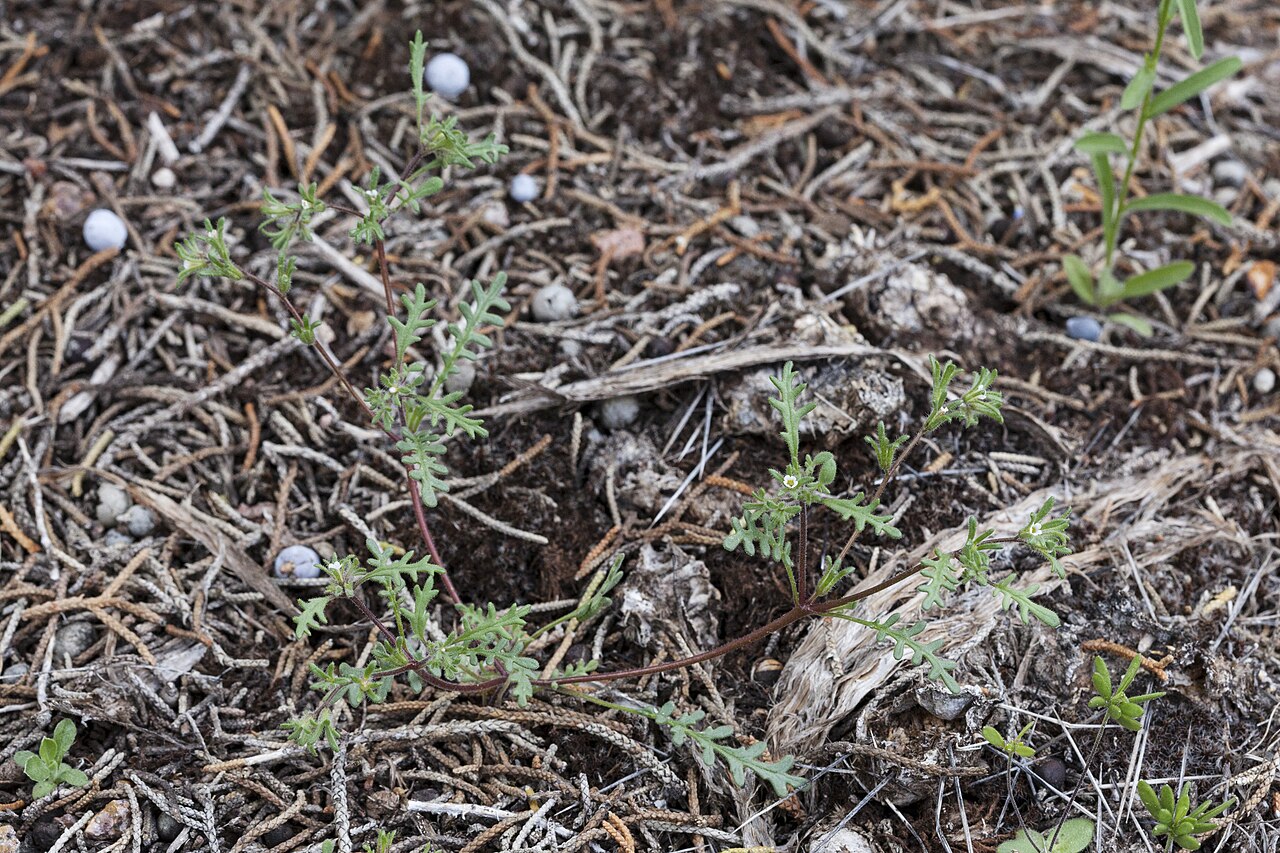 Ives' phacelia: Phacelia ivesiana , Escalante Canyon, between the Sowbelly Ridge and Little Mesa, 38.7754 -108.2511, Delta County, Colorado, 17 May 2019.