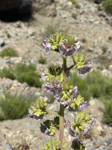 Costa Baja phacelia (Phacelia ixodes)