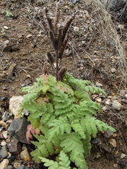 Costa Baja phacelia (Phacelia ixodes)