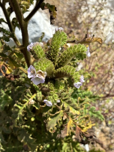 Costa Baja phacelia (Phacelia ixodes)