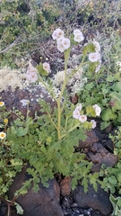 Costa Baja phacelia (Phacelia ixodes)